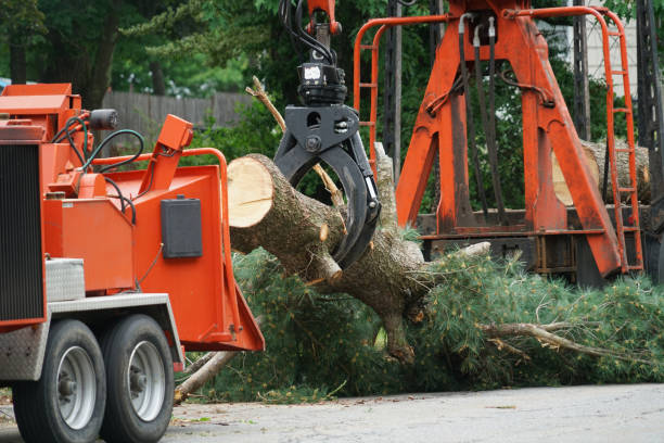 Why Choose Our Tree Removal Services in Milton, GA?