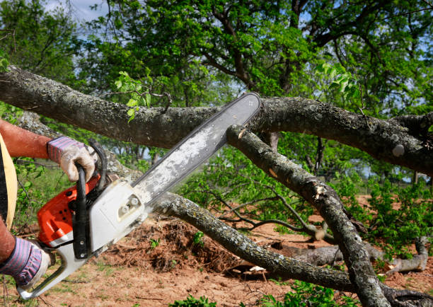 Lawn Renovation and Restoration in Milton, GA